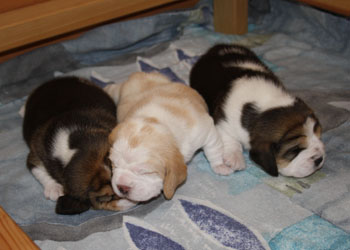 Beaglewelpen aus dem B-Wurf Barsinghausen